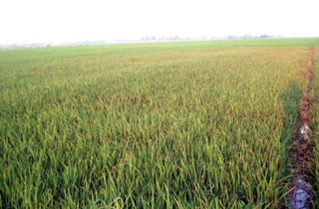 Nhức nhối nạn phân bón giả