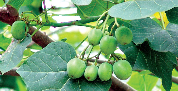 Kỹ thuật trồng cây dầu mè