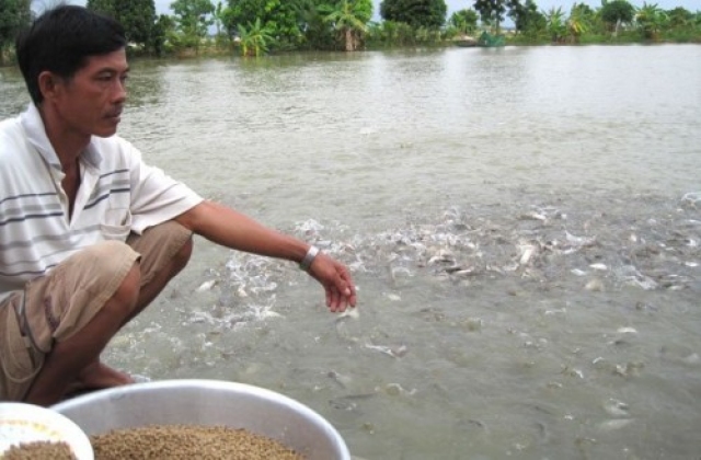 Khuyến khích nông dân làm mô hình liên kết nuôi cá tra