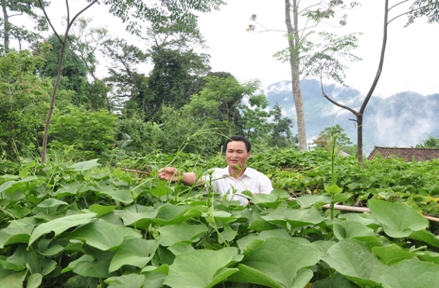 Trồng su su lấy ngọn...