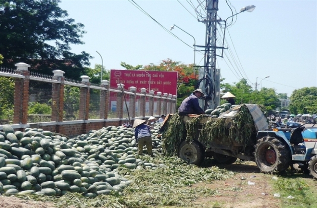 Thị trường Trung Quốc 'sôi động', giá dưa hấu trong nước tăng cao..