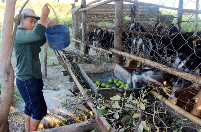 Chuyển đổi ở Ninh Thuận: Trồng cây đặc thù, nuôi con đặc sản...