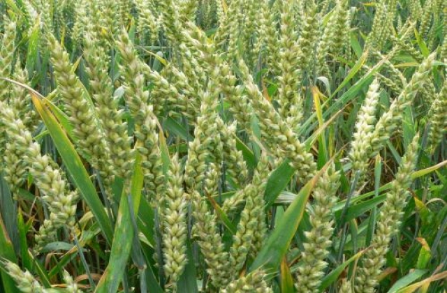 FAO: Giá lương thực sẽ không tăng trong ngắn hạn