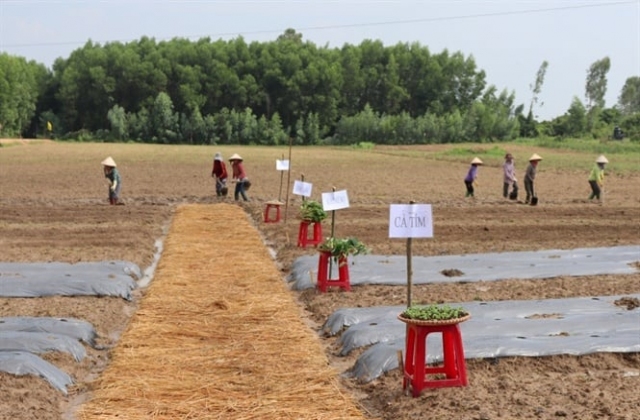 Sản xuất rau, củ, quả theo công nghệ Nhật Bản