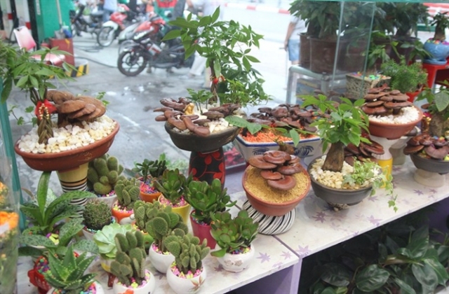 Độc đáo kiểng nấm linh chi bonsai...
