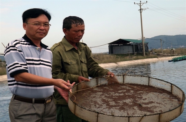 Cha đẻ’ tôm giống xứ Nghệ