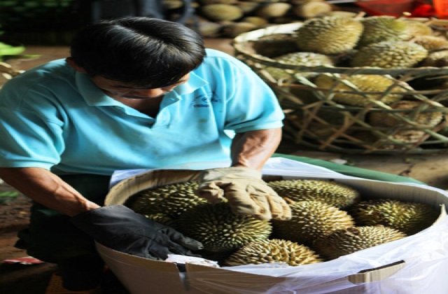Làm giàu chung từ cây sầu riêng