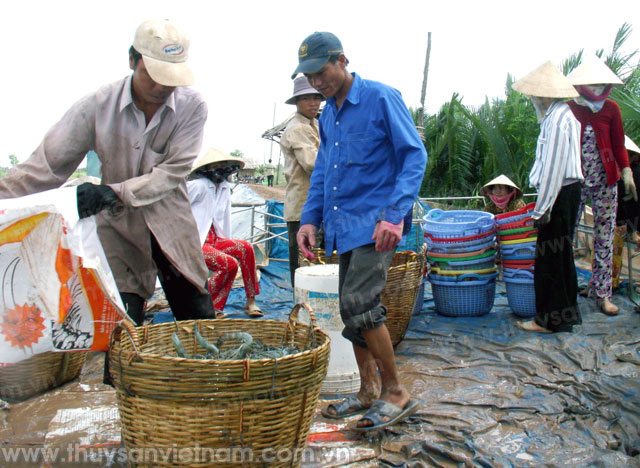 Tiền Giang: Nông dân phấn khởi do giá tôm nước lợ tăng mạnh