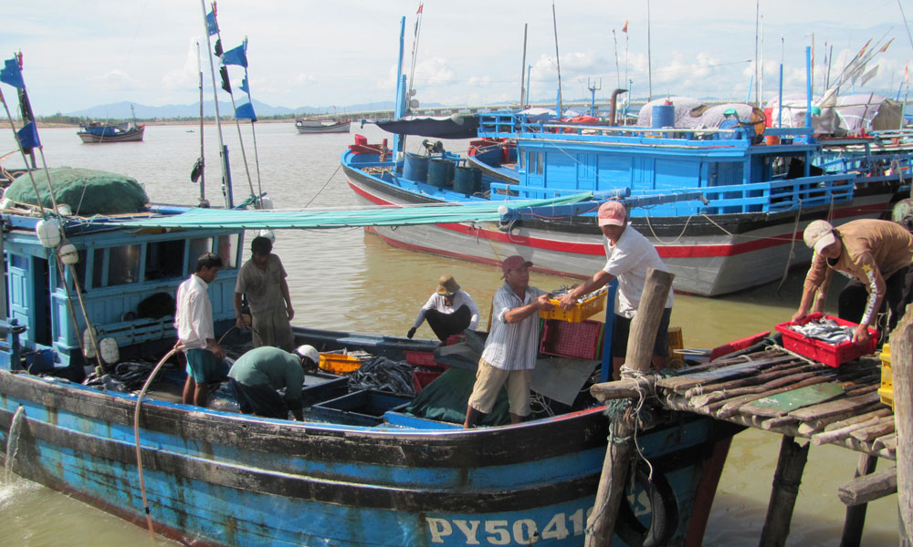 Cá ngừ rớt giá, ngư dân chuyển hướng làm ăn