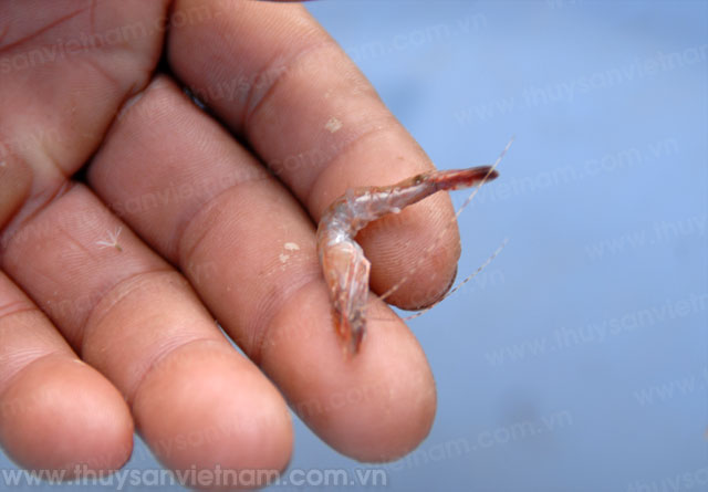 Ngăn ngừa hội chứng chết đỏ ở tôm thẻ chân trắng