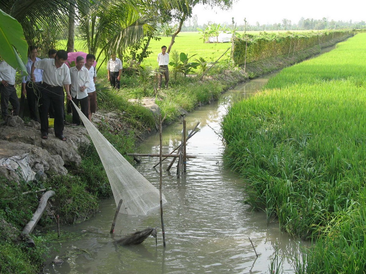 Sản lượng cá đồng tại Cà Mau giảm 1/3 so với cùng kỳ nhiều năm