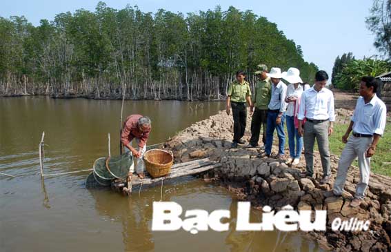 Bạc Liêu: Hiệu quả từ mô hình tôm - rừng