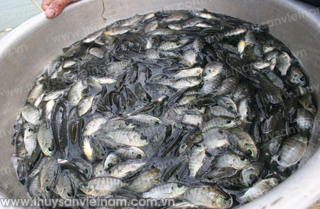 Thái Nguyên: Sản lượng thủy sản đạt gần 7.800 tấn