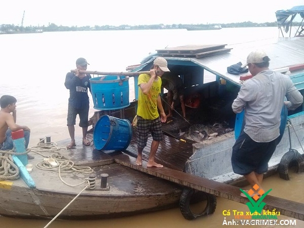Cá tra, cá basa cung cấp bị thu hẹp dần