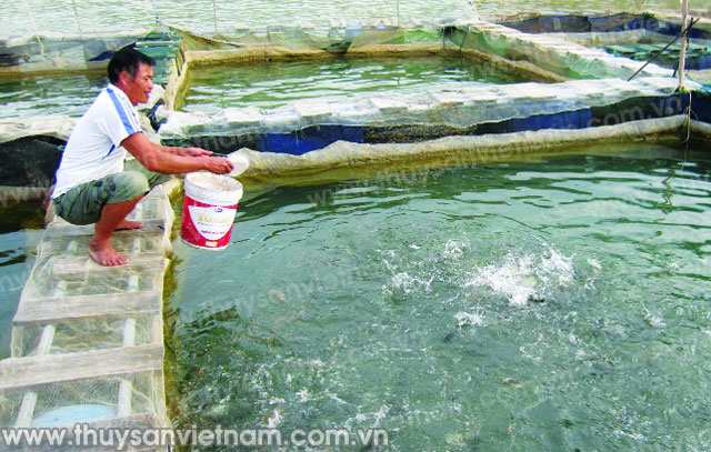 Thị xã Phú Thọ: Định hướng phát triển thủy sản trong tương lai