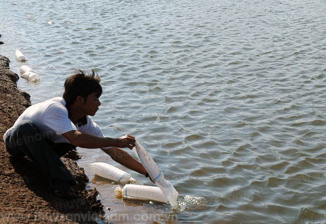 Bình Thuận: Sản xuất tôm giống và nuôi thương phẩm gặp bất lợi