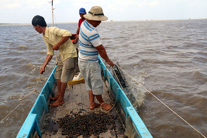 Kiên Giang: Nuôi sò huyết lãi hàng tỉ đồng