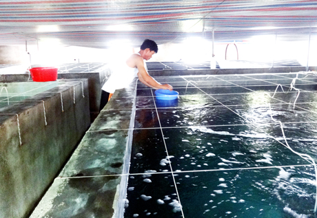 Quảng Ninh: Đề tài nghiên cứu sản xuất ốc nhảy bước đầu cho kết quả tốt