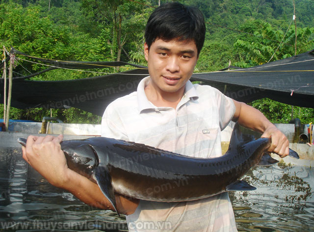 Lào Cai: Sản lượng cá nước lạnh tại Bản Khoang đạt gần 50 tấn