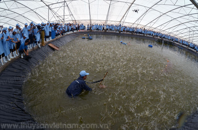 Việt Úc - Bạc Liêu: Thu hoạch tôm nuôi siêu thâm canh công nghệ cao