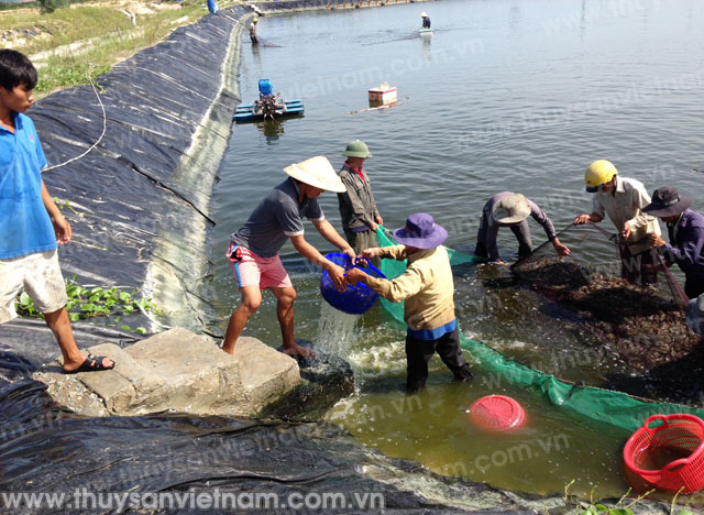 Gia Lai: Nông dân khốn đốn vì tiêu chết