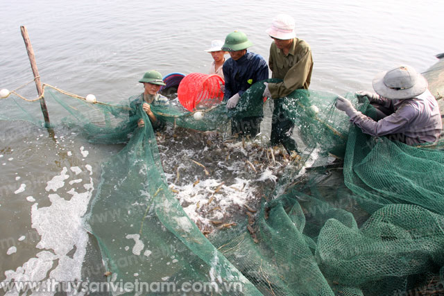 Khó - dễ trong nuôi tôm vụ đông