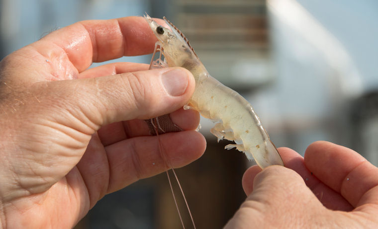 Phát hiện mẫu tôm tại 3 trại nuôi ở Trung Mỹ dương tính EMS