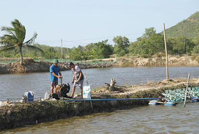 Ninh Hòa (Khánh Hòa): Tôm thẻ chân trắng mất mùa