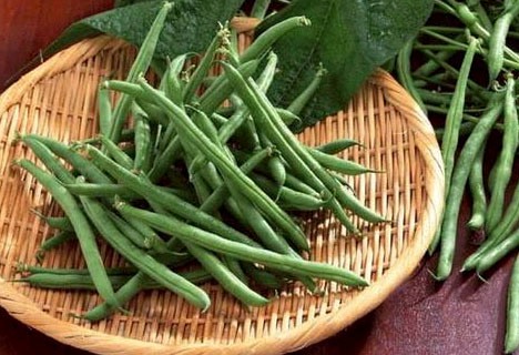 Trồng rau màu đạt 90 triệu đ/ha