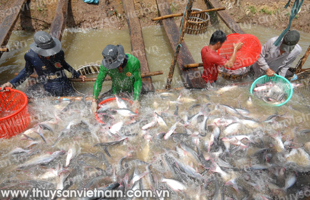 Người nuôi cá tra bắt đầu có lãi