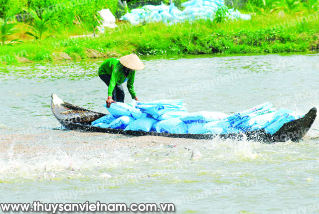 Ngành cá tra cần bắt đầu lại