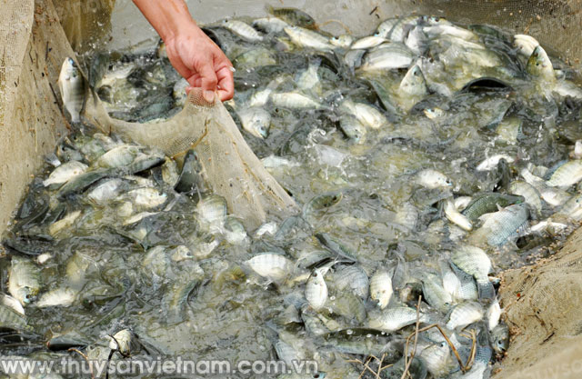 Đắk Lắk: Chi hội nghề cá Buôn Triết phát triển thủy sản bền vững