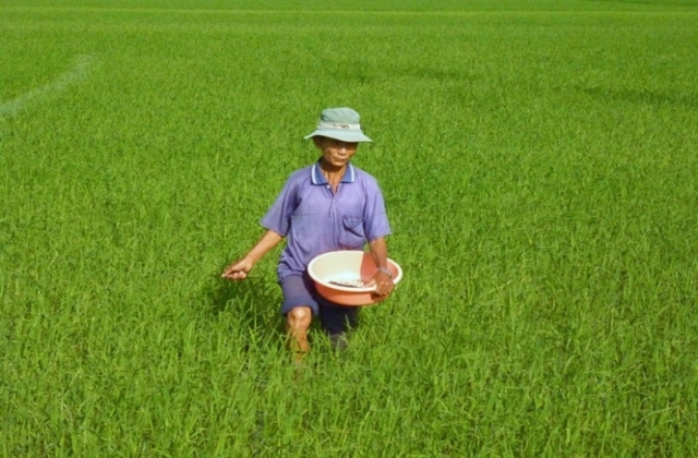 Xi măng không phải chất cải tạo đất càng không phải phân bón