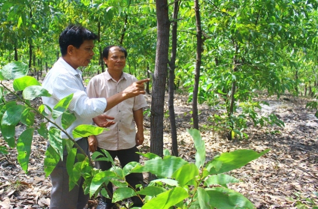 'Hái tiền triệu' trên cát trắng..