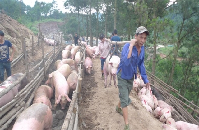 Thương lái Trung Quốc hạn chế thu mua, giá lợn trong nước bắt đầu giảm..