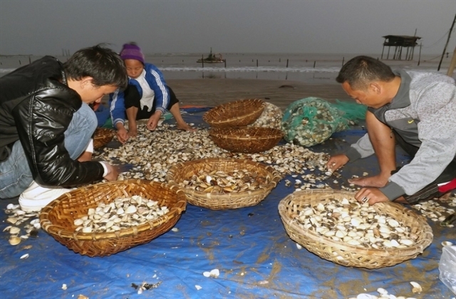 Mất 60 tỷ từ ngao