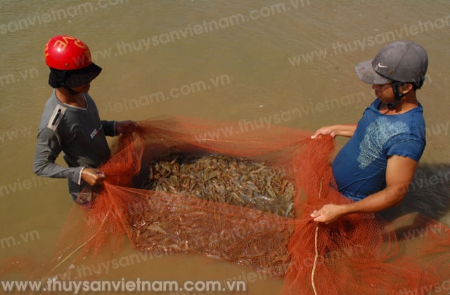 Bạc Liêu: Diện tích nuôi tôm thẻ chân trắng vượt 1,5 lần kế hoạch