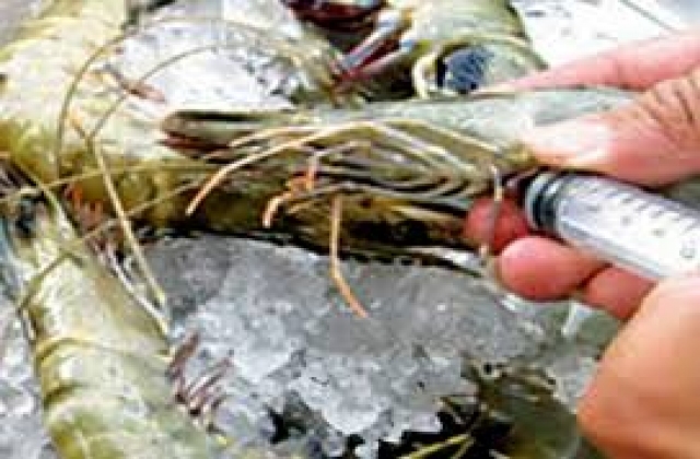 Bạc Liêu: Tịch thu hơn 1,6 tấn tôm bơm chích tạp chất