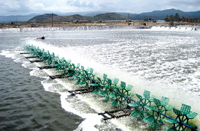 Bình Thuận: Tôm, cá chết do môi trường ô nhiễm? 