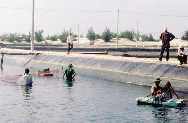 Quảng Bình: Thu hoạch được 4.457 tấn tôm các loại