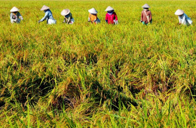 Thay đổi vị trí người nông dân