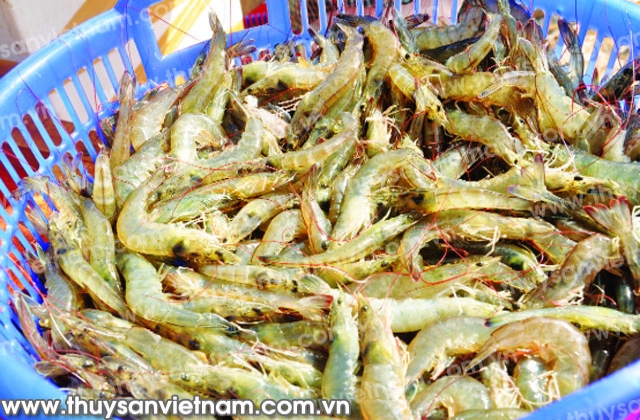 Hội Nghề cá Quảng Nam: Khai thác thế mạnh, duy trì hoạt động