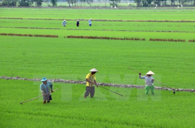 VFA đề xuất 5 nhóm giống lúa xuất khẩu chủ lực cho vụ Đông Xuân