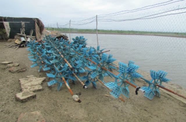 Vỡ mộng 'tỷ phú' tôm