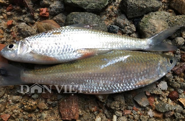 Hơn nửa triệu 1 kg cá niên đặc sản Quảng Ngãi