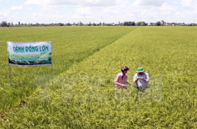 Cần Thơ mở rộng diện tích cánh đồng lớn lên 20.000ha mỗi vụ