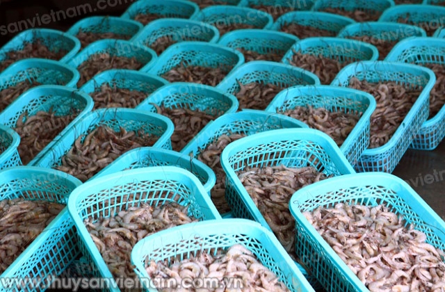 Nhập khẩu tôm nguyên liệu tiếp tục tăng