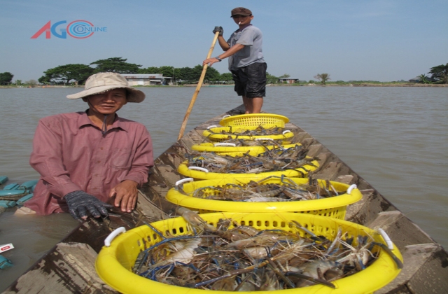 An Giang: Nuôi tôm hướng đến đa dạng sản phẩm xuất khẩu