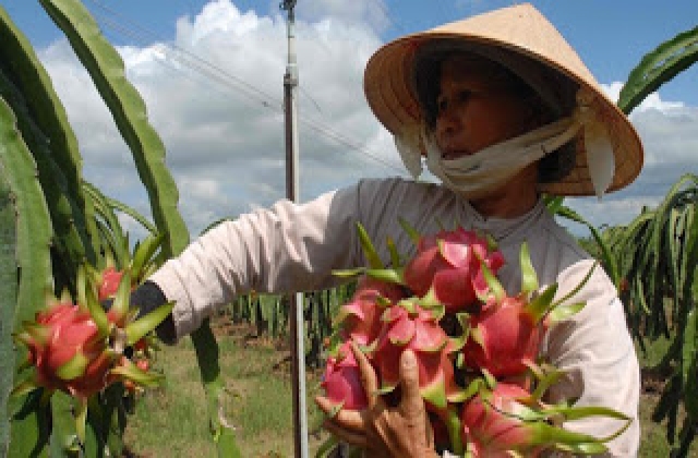 Phí vận chuyển ăn hết lợi nhuận xuất khẩu