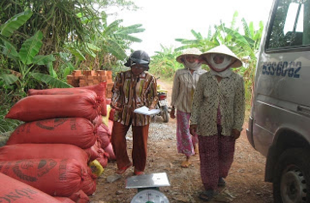 Giá cà phê trong nước ngày 19/11/2015 giảm mạnh 800 - 900 ngàn đồng/tấn